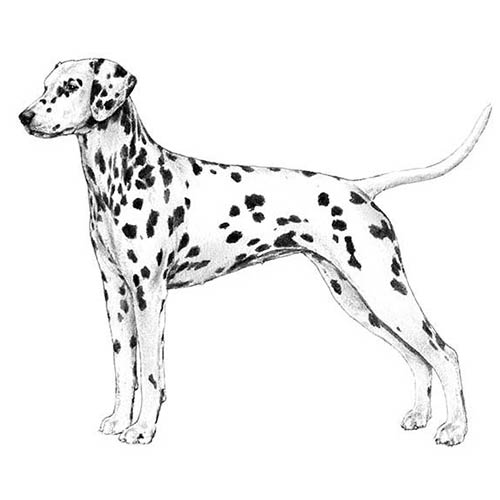 akc dalmatian standard